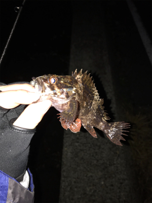 メバルを求めて①