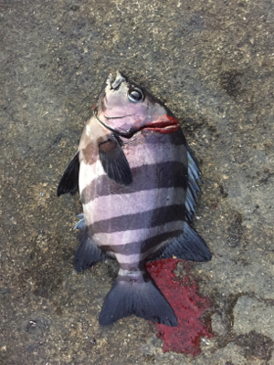 まさかのイシダイ