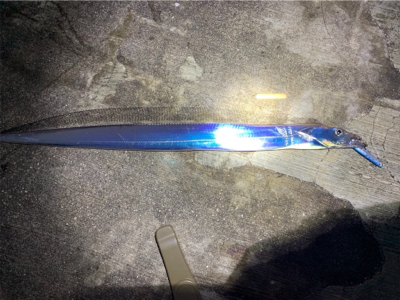 久しぶりのショアジギ