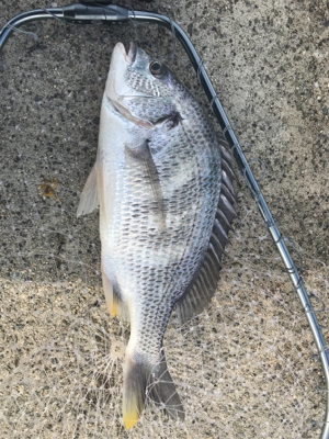 極寒！今年初フカセ