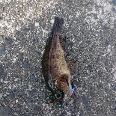 江田島でデイメバリング！