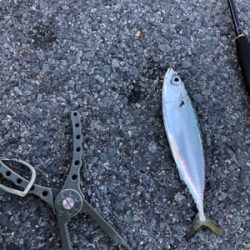 ウルトラライトショアジギング