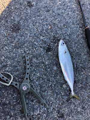 ウルトラライトショアジギング