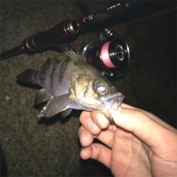 メバルプラッキング