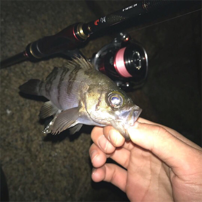 メバルプラッキング