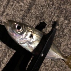 アジング終了?!