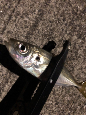 アジング終了?!