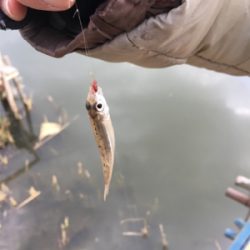 モロコ狙いで！