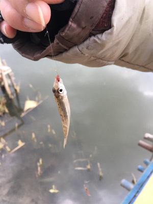 モロコ狙いで！