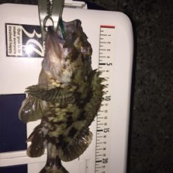 今年2回目で、25cmのメバル釣れました。