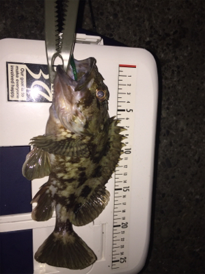 今年2回目で、25cmのメバル釣れました。