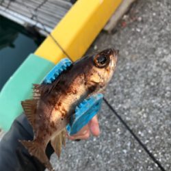 栖本ライトゲーム