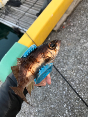 栖本ライトゲーム