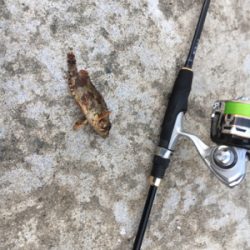 デイライトゲーム