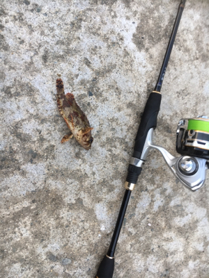 デイライトゲーム