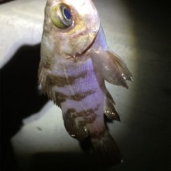 マリンピア沖洲でメバリング