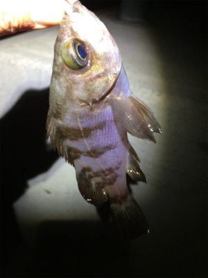 マリンピア沖洲でメバリング