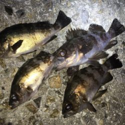 ちょっと渋め?メバリング