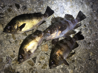 ちょっと渋め？メバリング