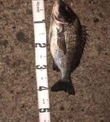 シーバスは釣れない…