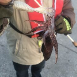 まだまだ狙えるヒイカ