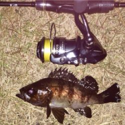 メバリンガー1835〜1915