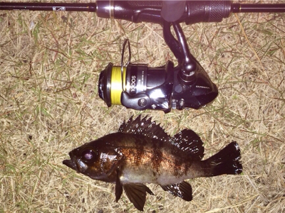 メバリンガー1835〜1915