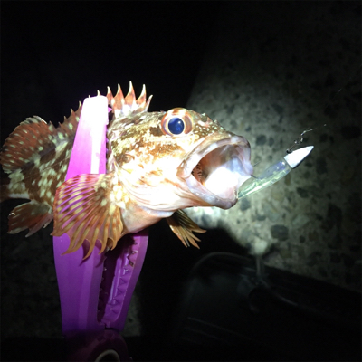 アジング&ライトショアジギング