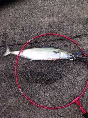 サゴシ70cm×1匹、サゴシバラシ2回