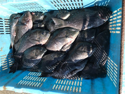 初釣り、グレ入れ食い