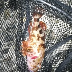 ナイトメバリング