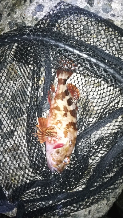 ナイトメバリング