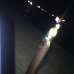 貴重な一本です!