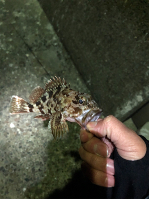 メバリング三回戦(๑╹ω╹๑ )