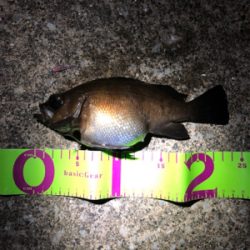 メバリングシーズン開幕！