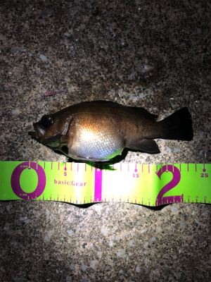 メバリングシーズン開幕！