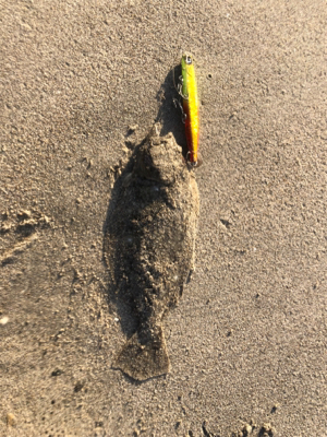 青物捕獲ならず