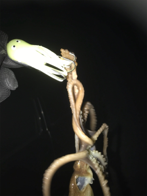 仕事終わりにタコ狙い