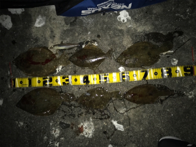 岸和田一文字でカレイ!