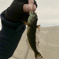 メバリング調査!のつもりでしたが…