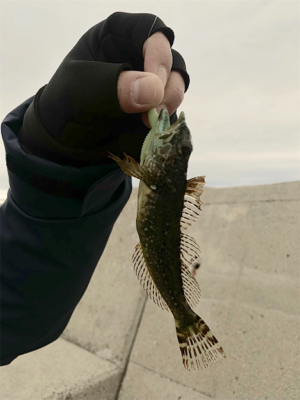 メバリング調査!のつもりでしたが…