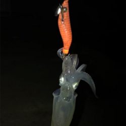 40分のプチ1091のヒイカ釣り\(^^)/