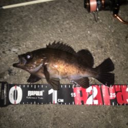 舞洲メバル良い感じです