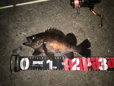 舞洲メバル良い感じです