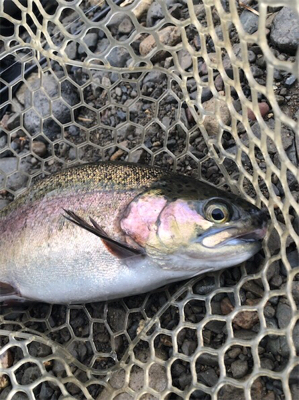 芥川管理釣り場