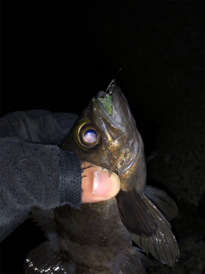 メバルプラッキング