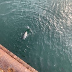 新年初フィーーーーッシュは!?