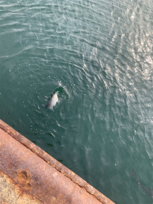 新年初フィーーーーッシュは!?