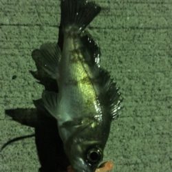 小メバル釣り