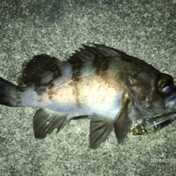 メバルプラッキング